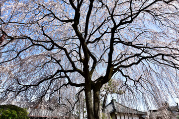 日本の枝垂れ桜