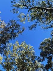 paisaje repleto de árboles con la luna en el fondo - landscape full of trees with the moon in the background