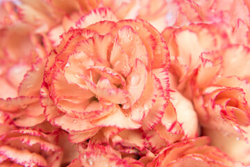 Macro en pétalos de clavel con gotas