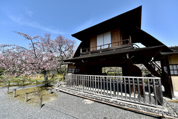 京都の東本願寺の庭園の桜