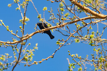 Male Red-winged Blackbird (Agelaius phoeniceus) on a twig in Central Park, Fremont