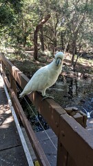Friendly cockatoo