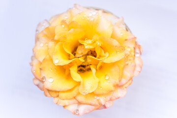 Híbrido de tea rose amarilla