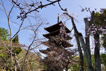 桜と京都の仁和寺の五重塔