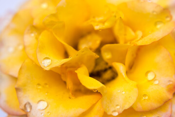 Detalles en pétalos de rosas amarilla