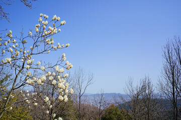 モクレン(香川県高松市峰山公園)