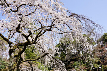 京都の御所の近江桜