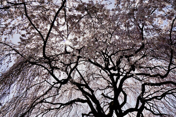 京都の御所の近江桜