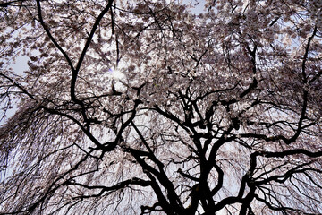 京都の御所の近江桜