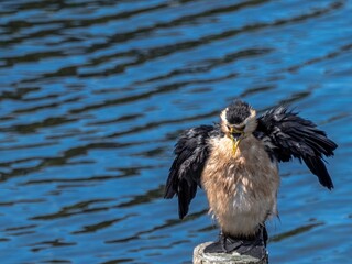 Squacking Cormorant