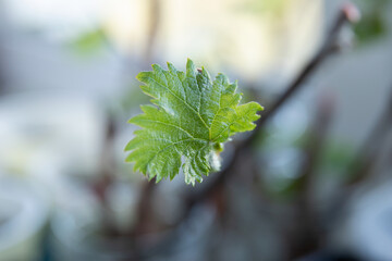 Small leaf of grapes on a blurred background