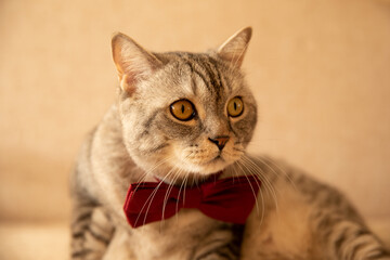 A gray tabby cat with a red  butterfly on its neck 