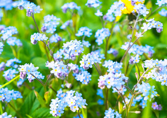 Meadow plant background: blue little flowers - forget-me-not close up and green grass.