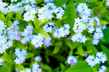 Meadow plant background: blue little flowers - forget-me-not close up and green grass.