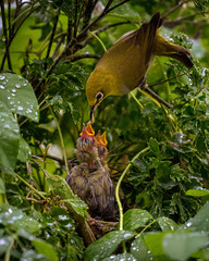 Oriental White Eye song bird nesting