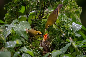 Oriental White Eye song bird nesting