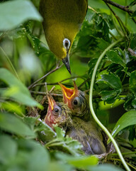 Oriental White Eye song bird nesting