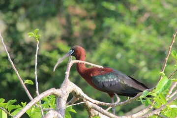 glossy ibis sitting in a nest