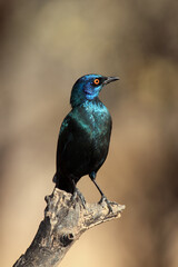 The Cape starling, red-shouldered glossy-starling or Cape glossy starling (Lamprotornis nitens) on the end of the branch. Metallic blue bird with orange eyes and light background.