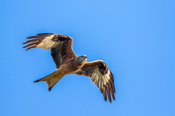 Rotmilan (Milvus milvus)