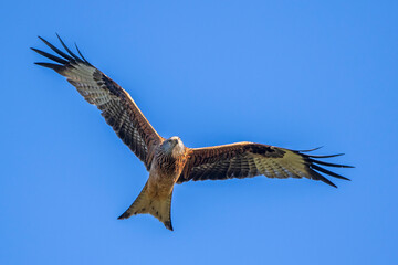 Rotmilan (Milvus milvus)