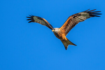 Rotmilan (Milvus milvus)