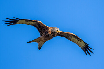 Rotmilan (Milvus milvus)