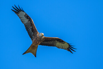 Rotmilan (Milvus milvus)