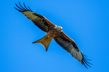 Rotmilan (Milvus milvus)