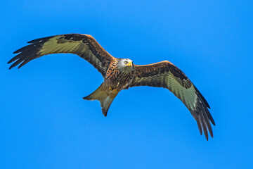 Rotmilan (Milvus milvus)