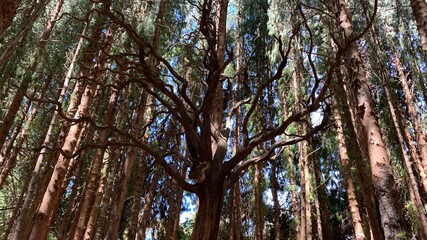 Obraz premium Dead tree in redwood prusia Costa Rica 