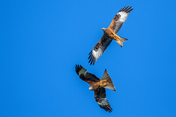 Rotmilan (Milvus milvus)