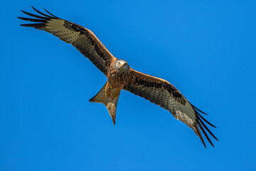 Rotmilan (Milvus milvus)