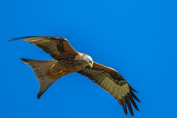 Rotmilan (Milvus milvus)
