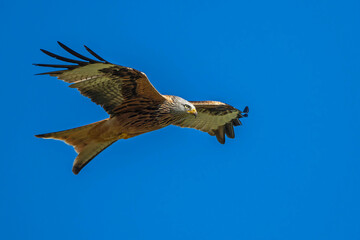 Rotmilan (Milvus milvus)
