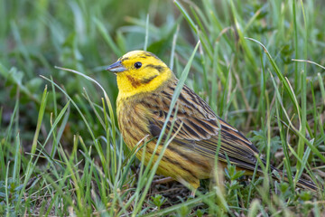 Goldammer (Emberiza citrinella) Männchen