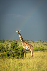 Masai giraffe stands by bush under rainbow