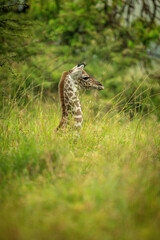 Fototapeta na wymiar Masai giraffe lying in grass in profile