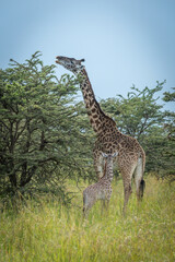 Masai giraffe browses beside baby in bushes