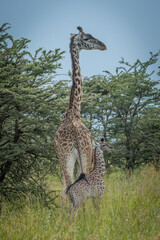 Masai giraffe and baby stand in bushes