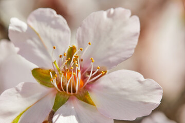 Blooming almond tree flowers close up, high resolution
