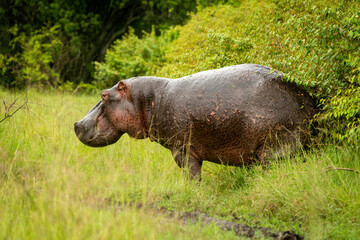 Hippo stands by bushes watching camera cautiously