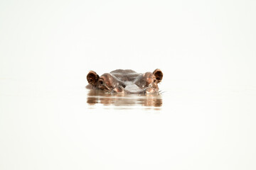 Hippo head watches camera from bright waterhole