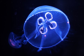 神秘な世界を泳ぐクラゲ