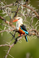Grey-headed kingfisher with open beak and catchlight