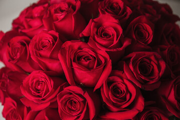 red roses close up with soft light