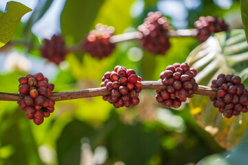 Coffee tree with red coffee beans on cafe plantation near Da Lat city, Vietnam