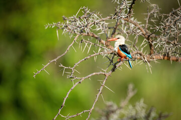Grey-headed kingfisher perches on thornbush with catchlight