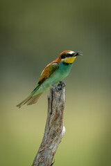 European bee-eater on tree stump eating fly