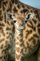 Close-up of young Masai giraffe by mother